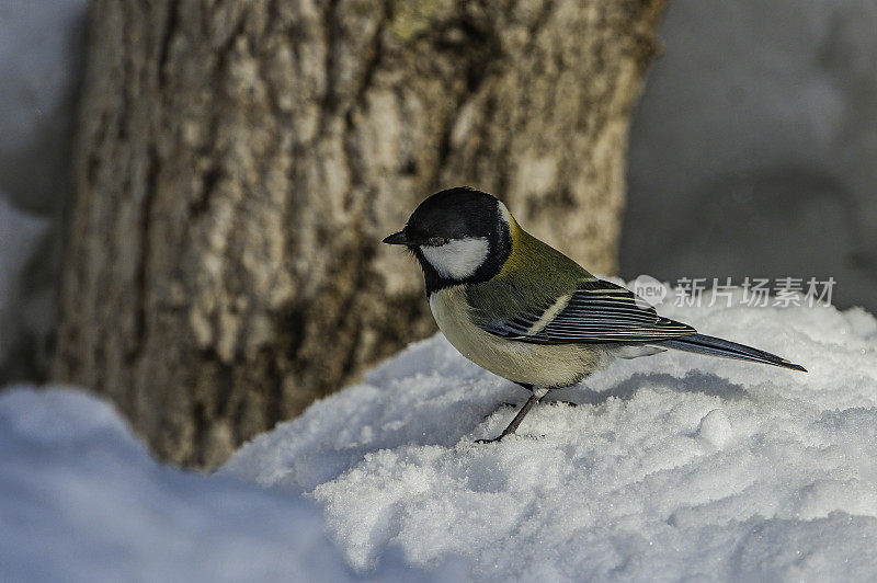 日本山雀(Parus minor)，也被称为东方山雀，是一种雀形目鸟类，取代了类似的大山雀在日本。山雀科，山雀科。日本北海道岛草沙罗湖附近。